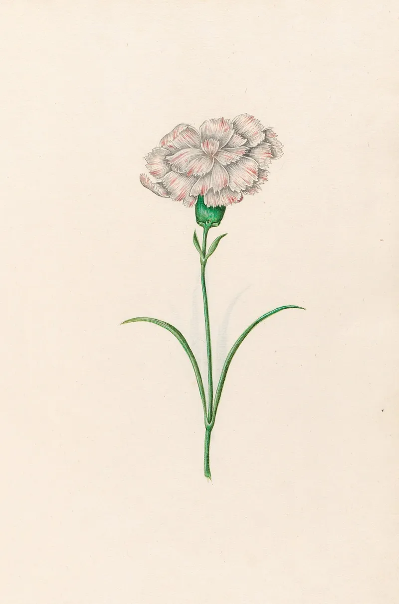Carnation 4 Wall Art by Magdelena Rosina Funck - High-Resolution Digital Print