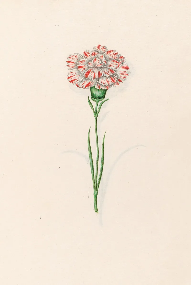 Carnation 5 Wall Art by Magdelena Rosina Funck - High-Resolution Digital Print
