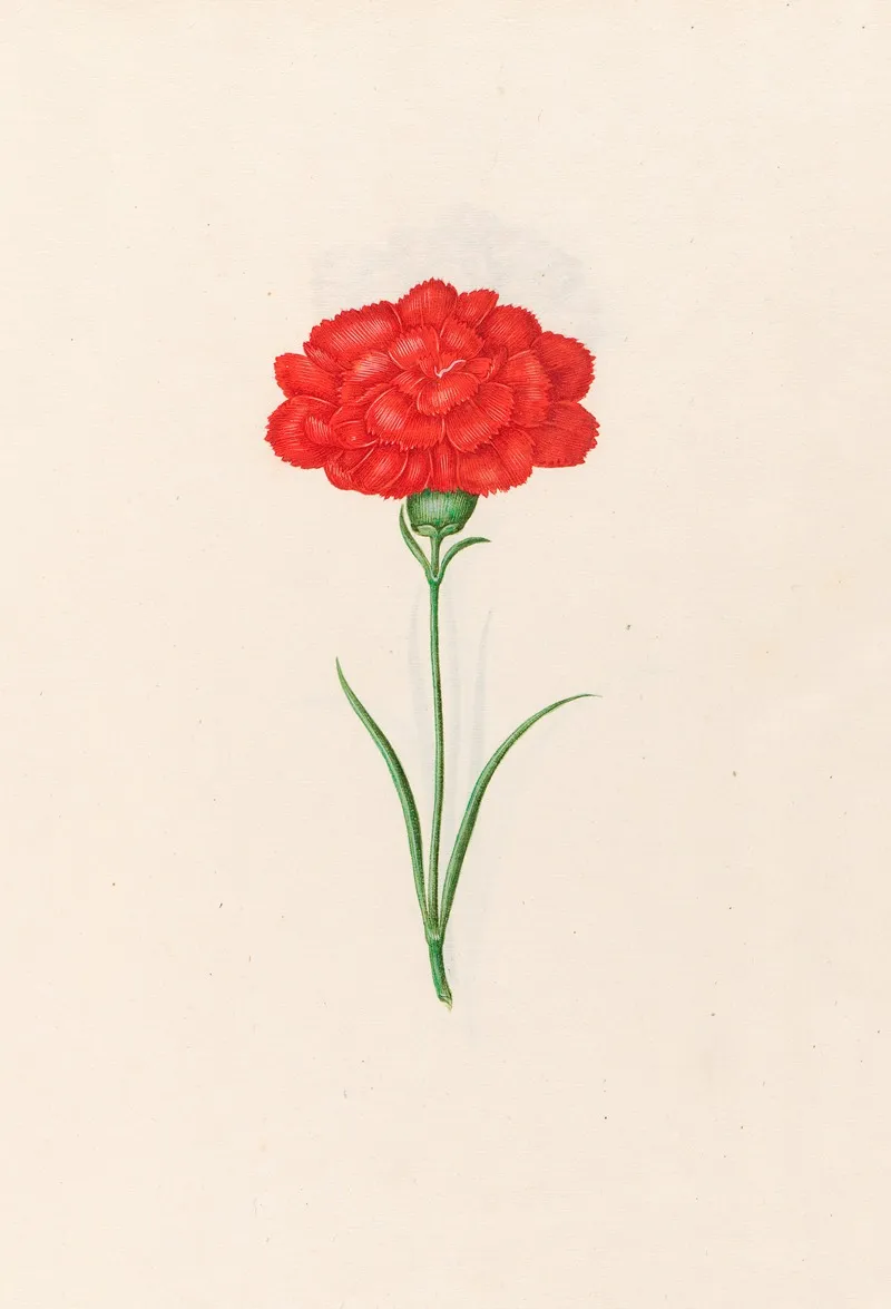 Carnation 6 Wall Art by Magdelena Rosina Funck - High-Resolution Digital Print