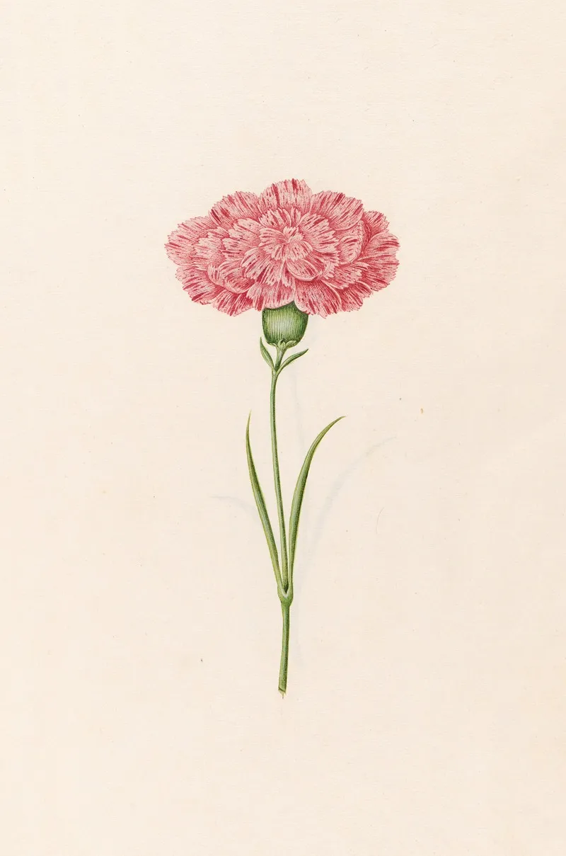 Carnation 9 Wall Art by Magdelena Rosina Funck - High-Resolution Digital Print