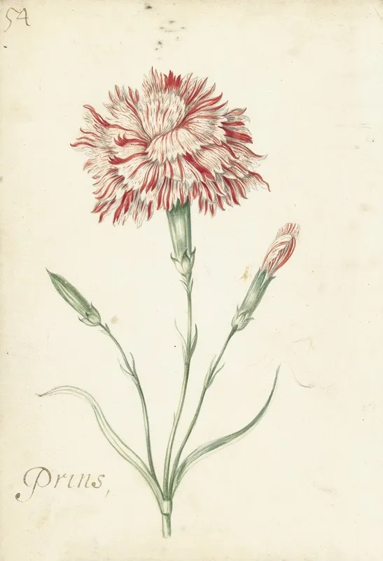 Carnation Wall Art by Jacob Marrel - High-Resolution Digital Print