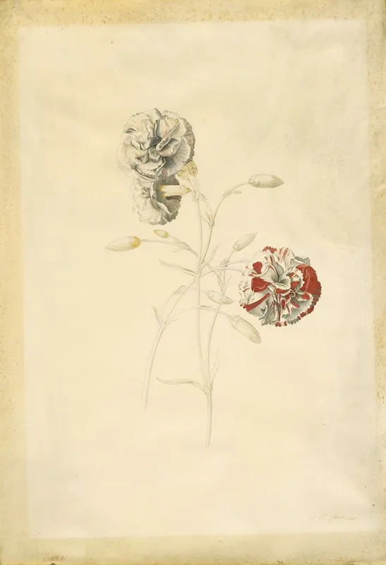 Carnations Wall Art by Georg Dionysius Ehret - High-Resolution Digital Print