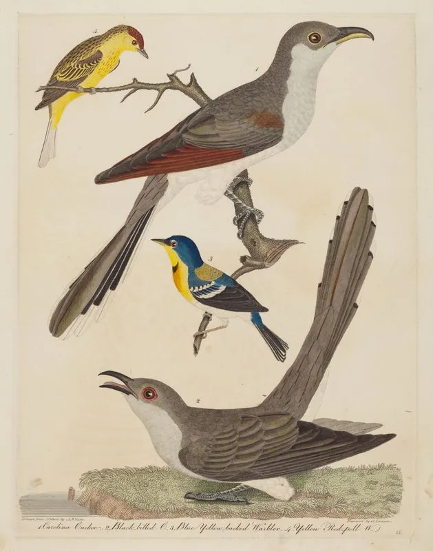 Carolina Cuckoo Black Billed Cuckoo Blue Yellow Backed Warbler And Yellow Red Poll Warbler Wall Art by Alexander Lawson - High-Resolution Digital Print
