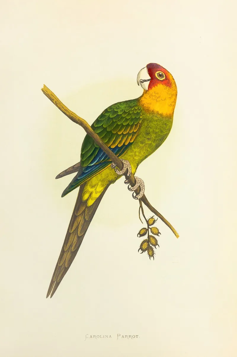 Carolina Parrot Or Conure Wall Art by Alexander Francis Lydon - High-Resolution Digital Print