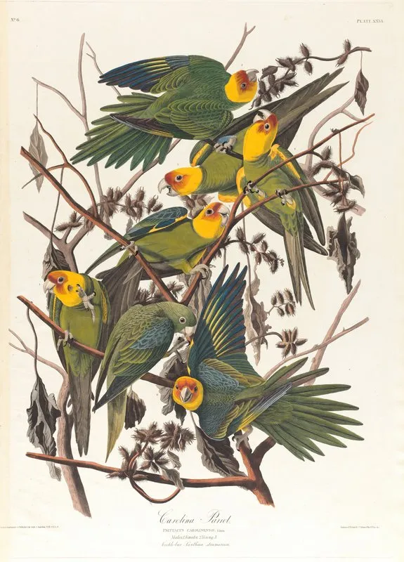 Carolina Parrot Wall Art by John James Audubon - High-Resolution Digital Print