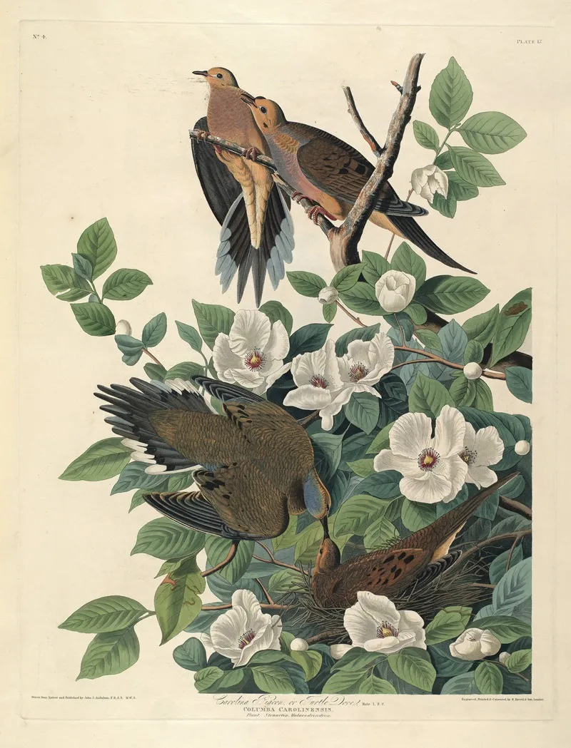 Carolina Pigeon Or Turtle Dove 2 Wall Art by John James Audubon - High-Resolution Digital Print