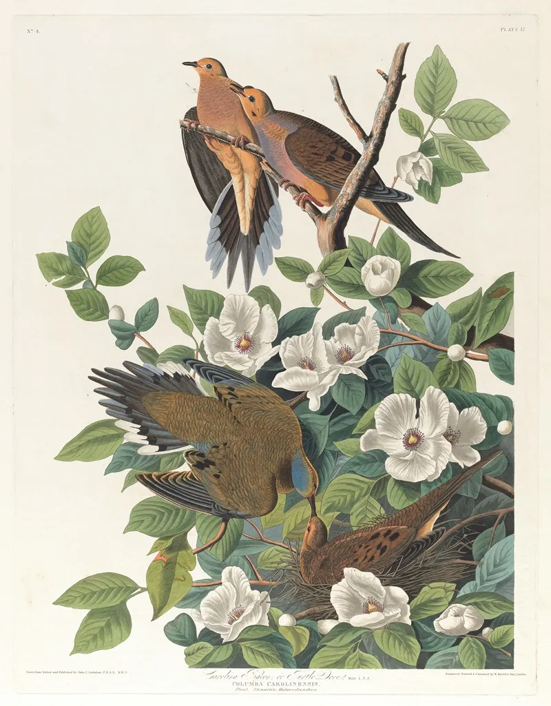 Carolina Pigeon Or Turtle Dove Wall Art by John James Audubon - High-Resolution Digital Print