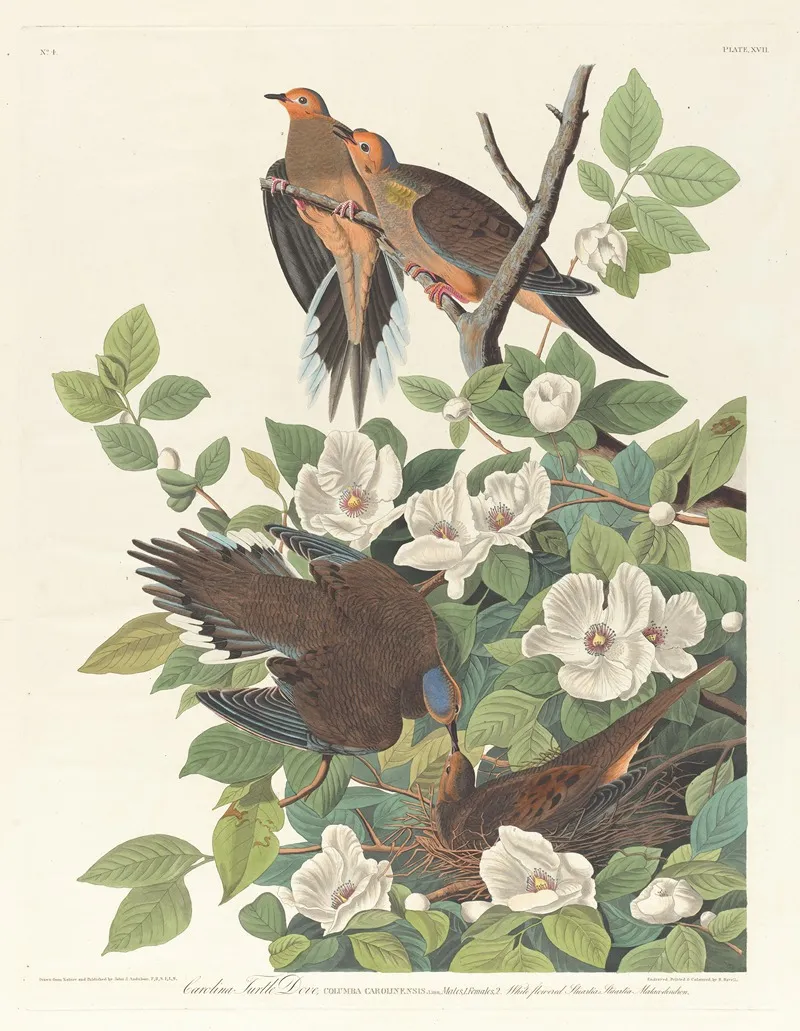 Carolina Turtle Dove Wall Art by John James Audubon - High-Resolution Digital Print