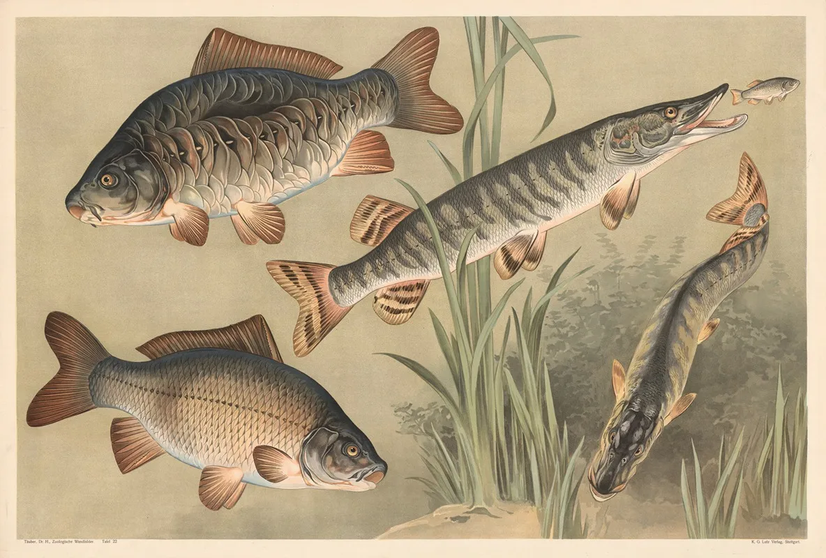 Carp And Pike Wall Art by Alfred Fiedler - High-Resolution Digital Print