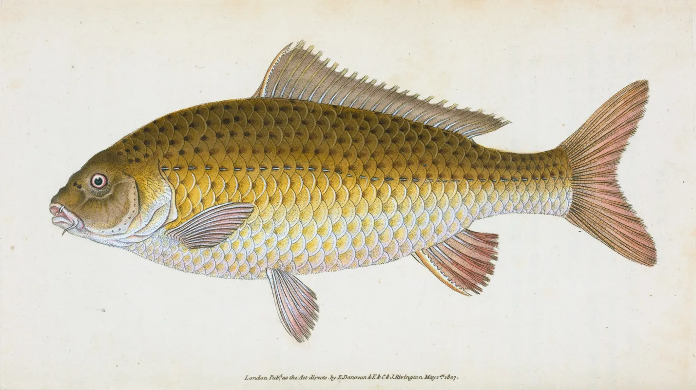 Carp Cyprinus Carpio Wall Art by Edward Donovan - High-Resolution Digital Print