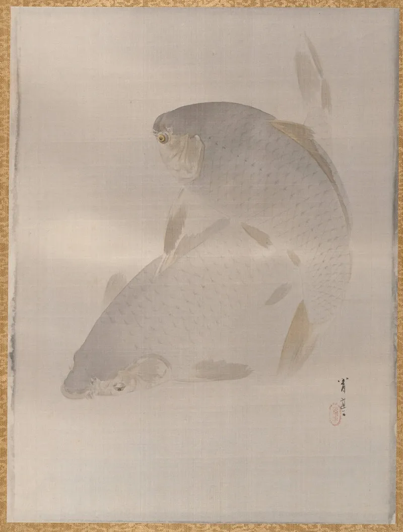 Carp Swimming
