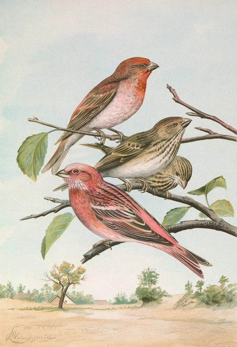 Carpodacus Erythrinus Pall Carpodacus Roseus Pall Wall Art by Johann Friedrich Naumann - High-Resolution Digital Print