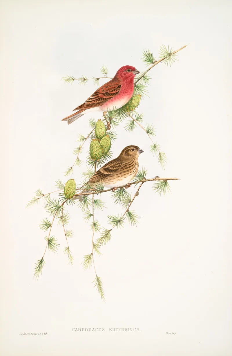 Carpodacus Erythrinus Scarlet Bullfinch Wall Art by John Gould - High-Resolution Digital Print