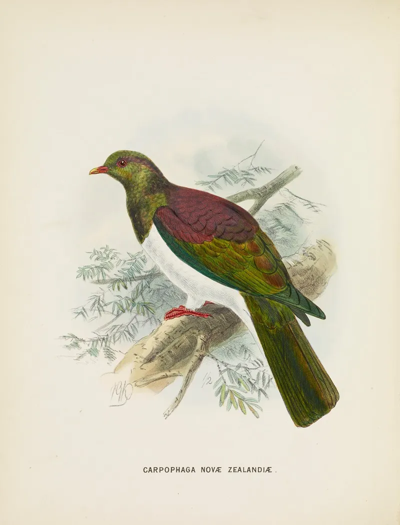 Carpophaga Novae Zealandiae Wall Art by John Gerrard Keulemans - High-Resolution Digital Print