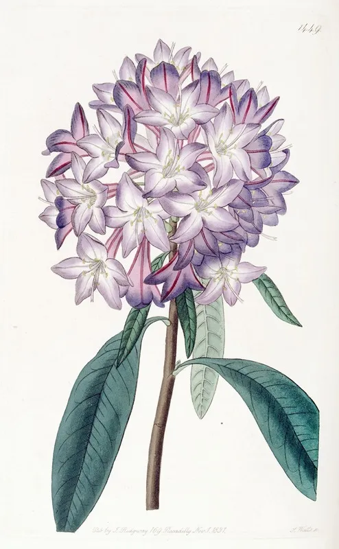 Cartons Rhododendron Wall Art by Sydenham Edwards - High-Resolution Digital Print