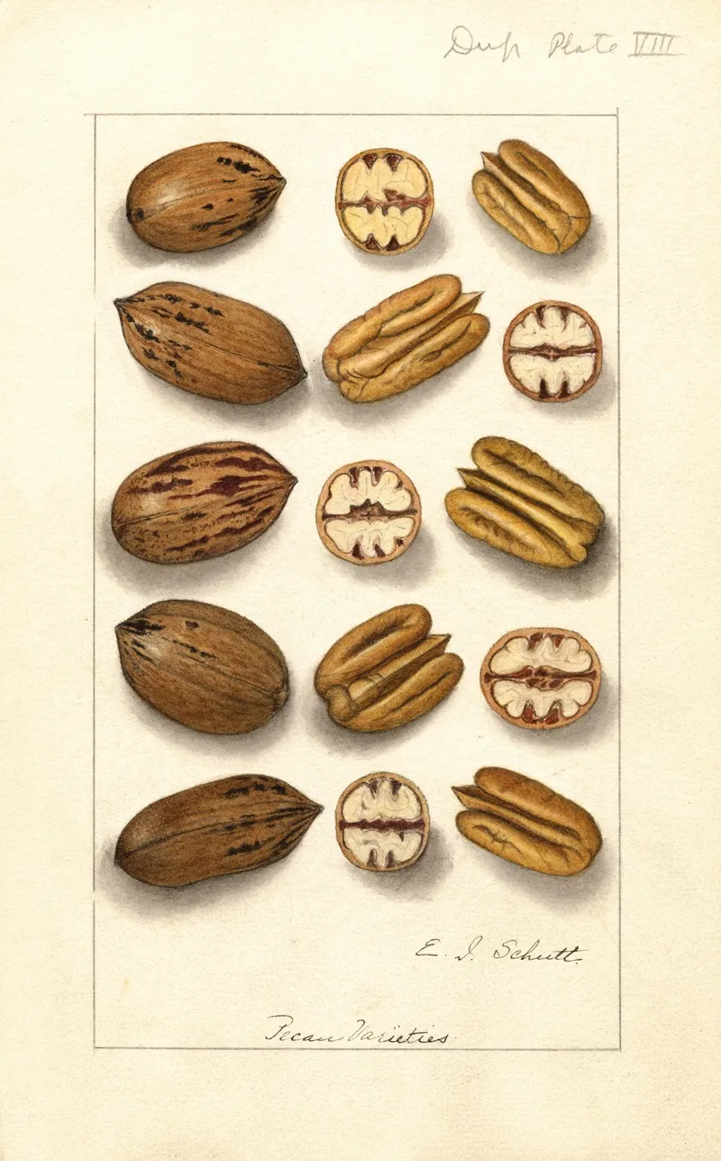 Carya Illinoinensis 2 Wall Art by Ellen Isham Schutt - High-Resolution Digital Print