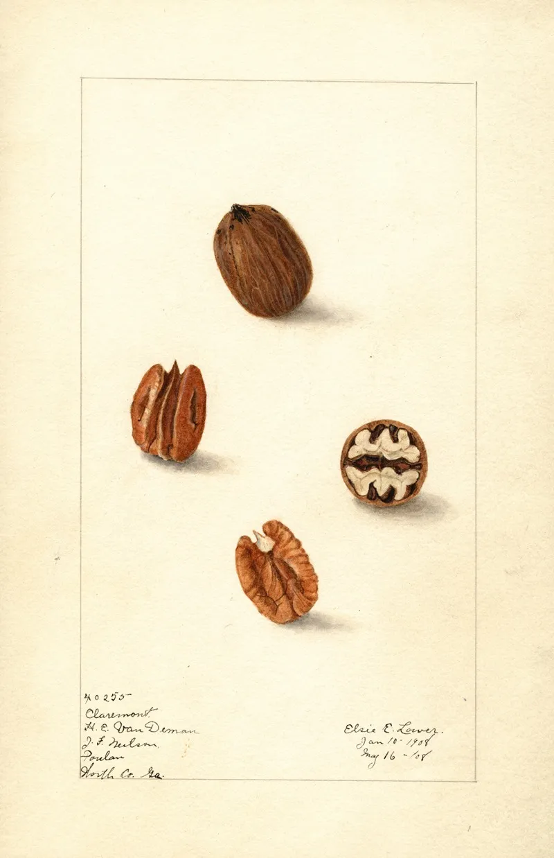 Carya Illinoinensis Claremont Wall Art by Elsie E. Lower - High-Resolution Digital Print