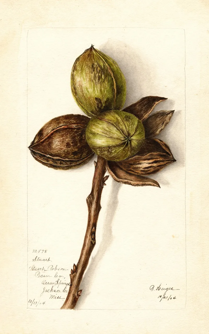 Carya Illinoinensis Stuart Wall Art by Bertha Heiges - High-Resolution Digital Print