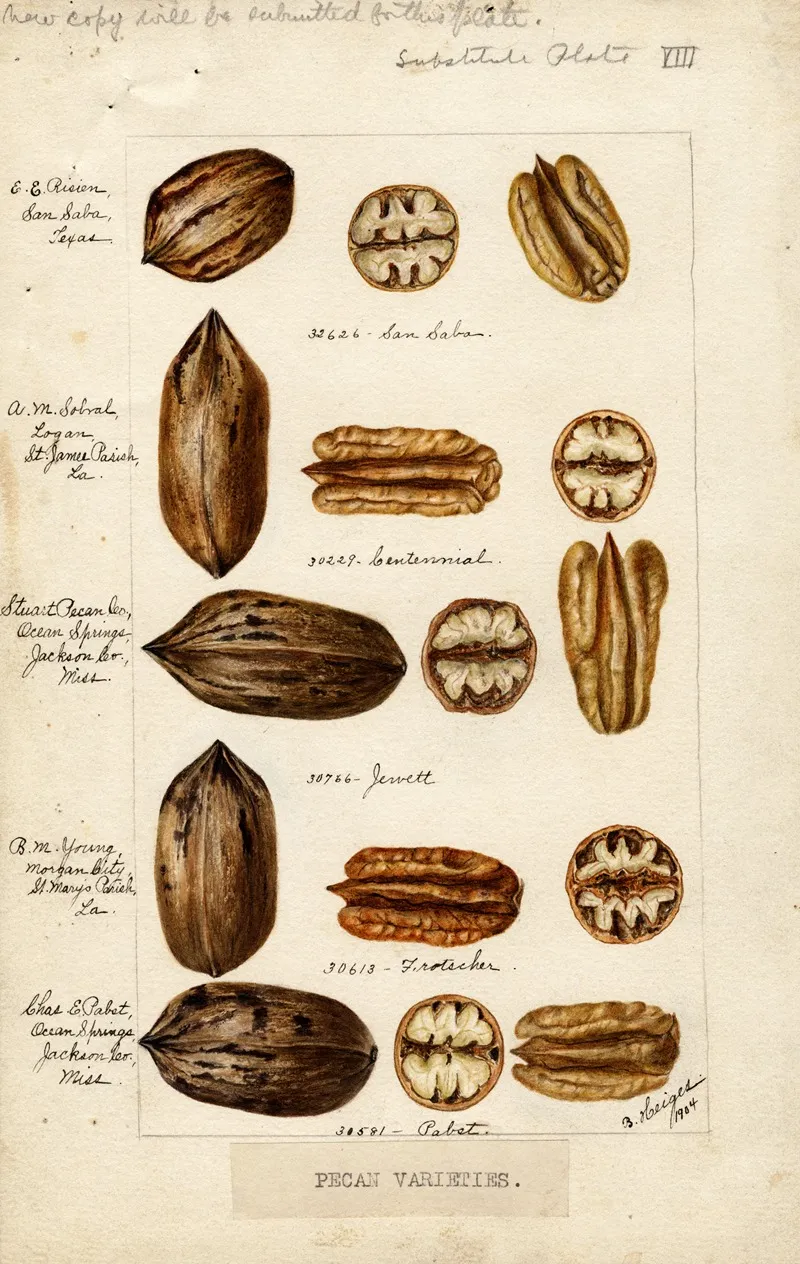 Carya Illinoinensis Wall Art by Bertha Heiges - High-Resolution Digital Print