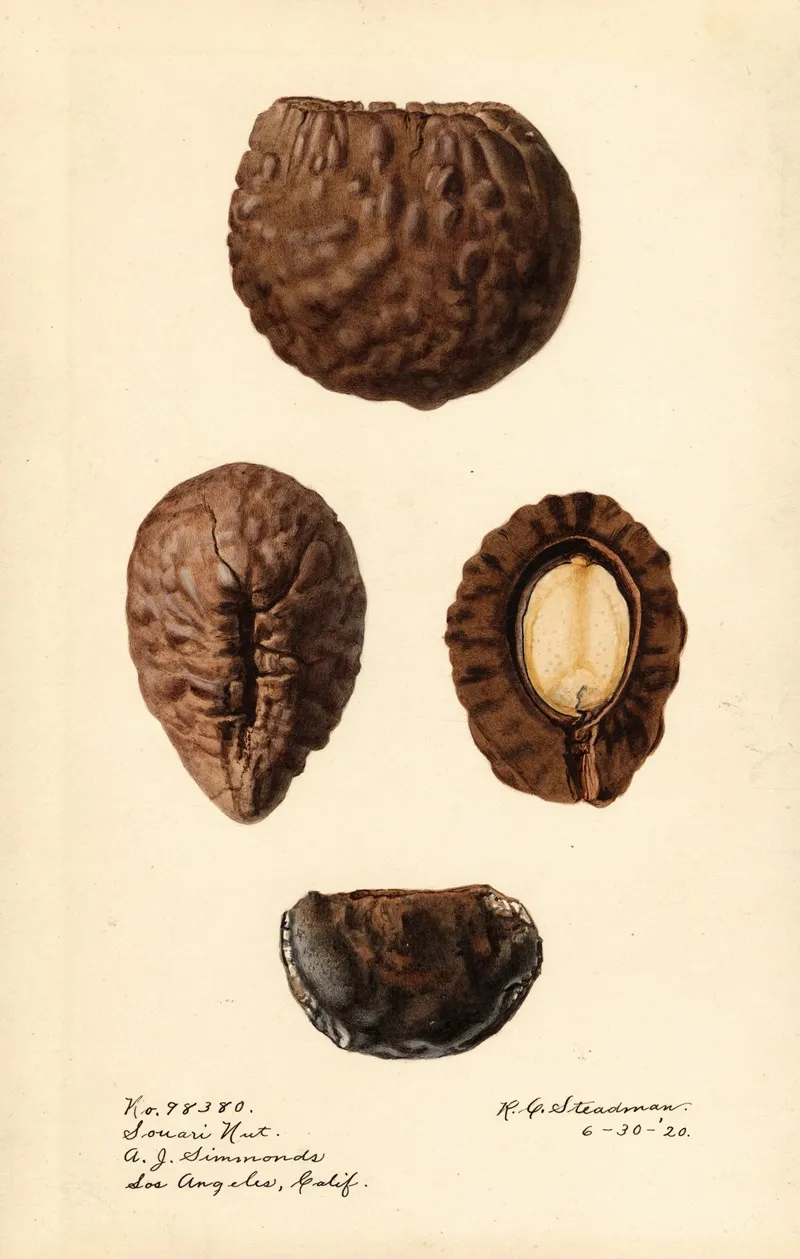 Caryocar Nuciferum Souari Nut Wall Art by Royal Charles Steadman - High-Resolution Digital Print