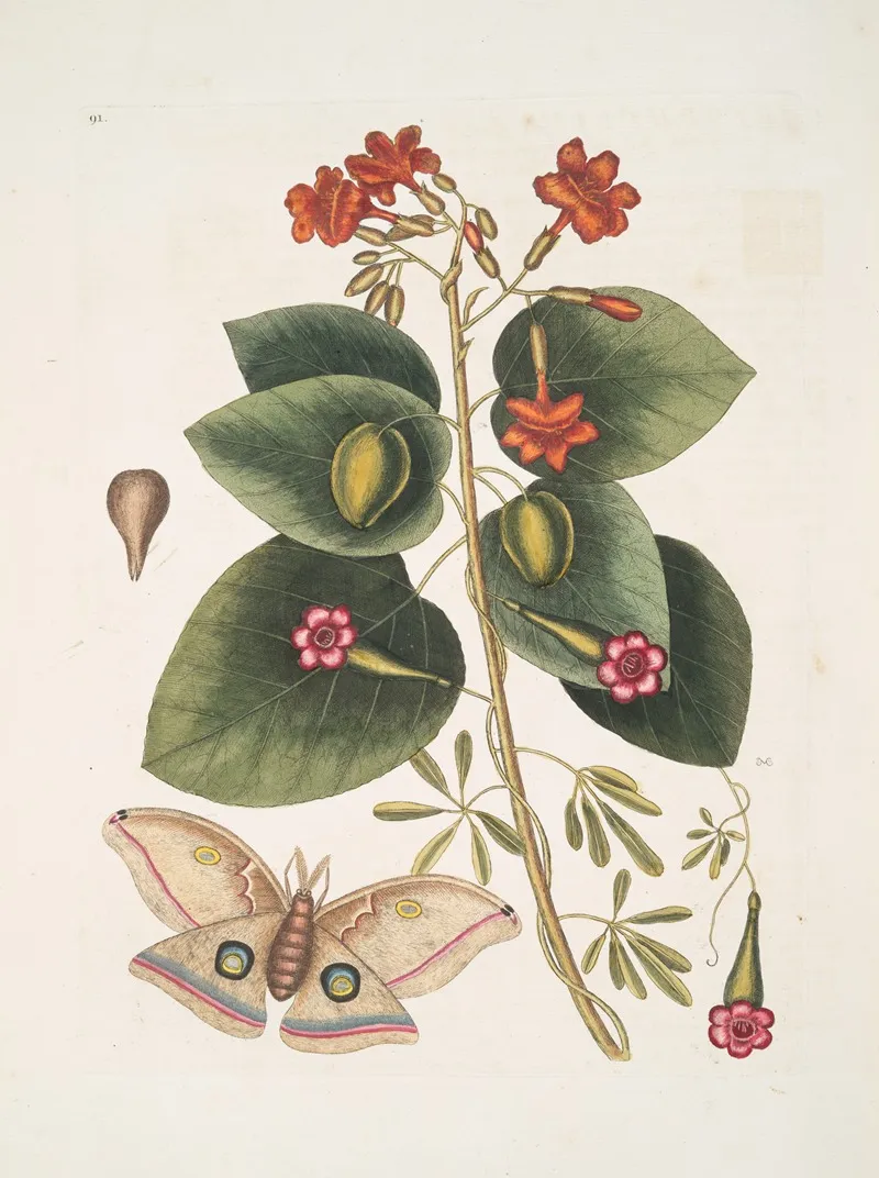 Caryophyllus Spurius Inodorus Convolvulus Minor Pentaphyllos Phalaena Ingens The Great Moth Wall Art by Mark Catesby - High-Resolution Digital Print