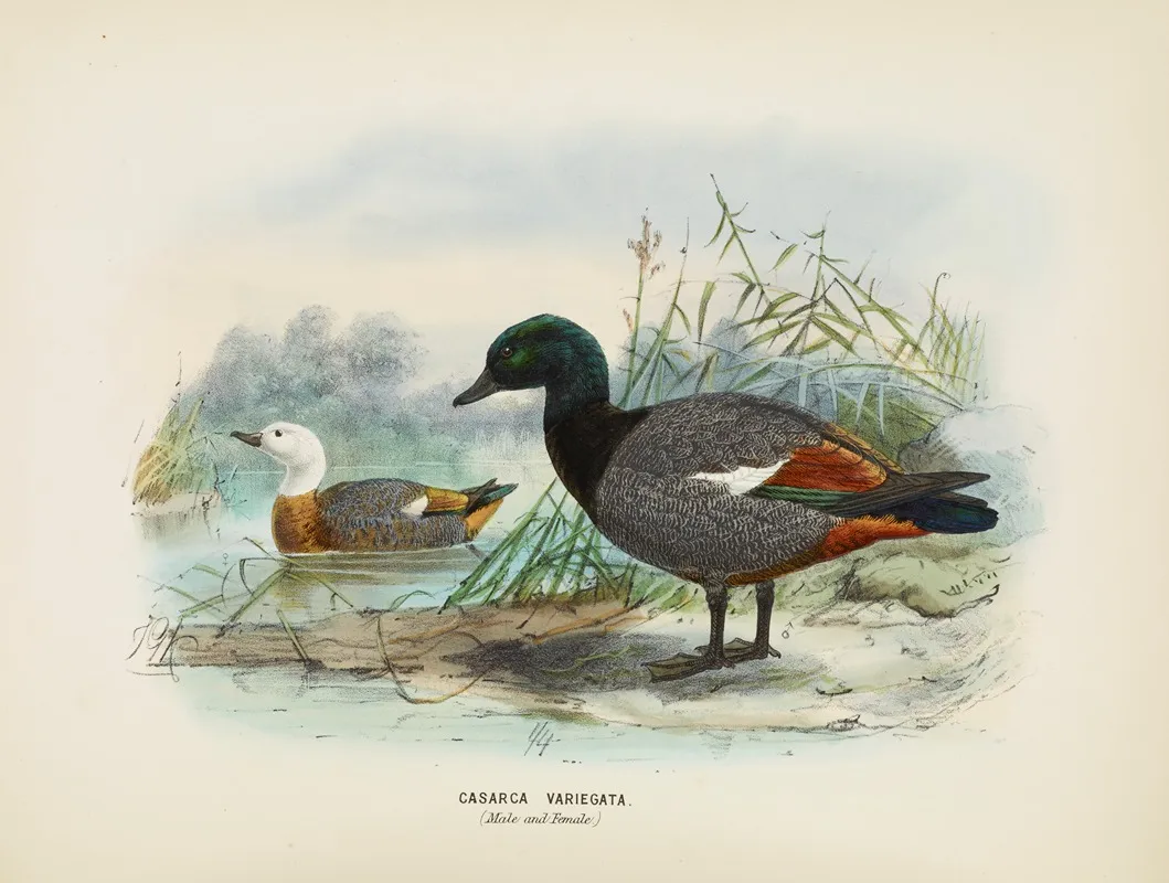 Casarca Varigata Male And Female Wall Art by John Gerrard Keulemans - High-Resolution Digital Print