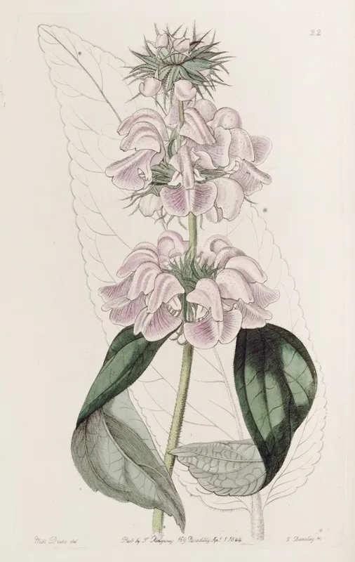 Cashmere Phlomis Wall Art by Sydenham Edwards - High-Resolution Digital Print