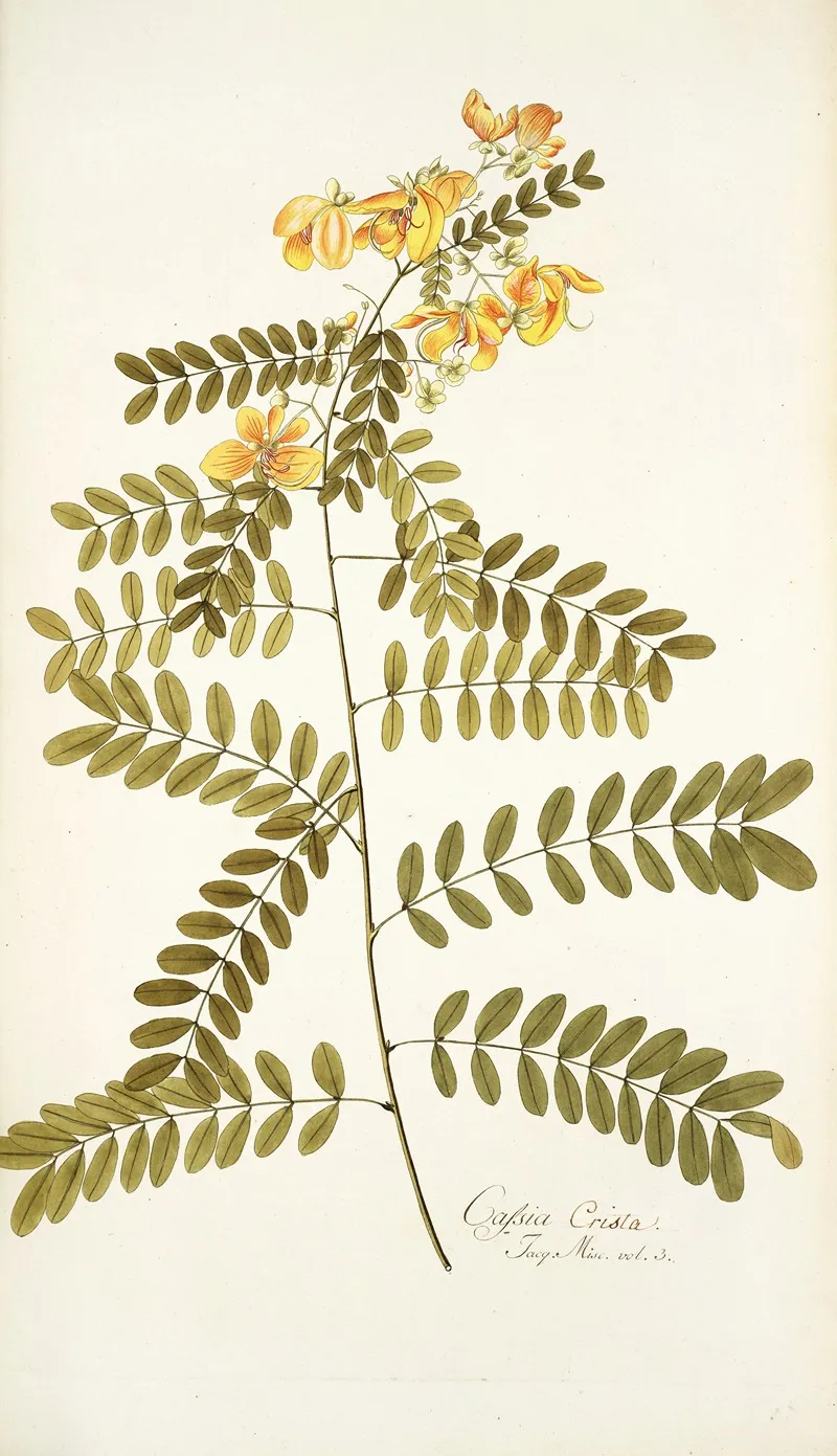 Cassia Crista Wall Art by Nikolaus Joseph Freiherr von Jacquin - High-Resolution Digital Print
