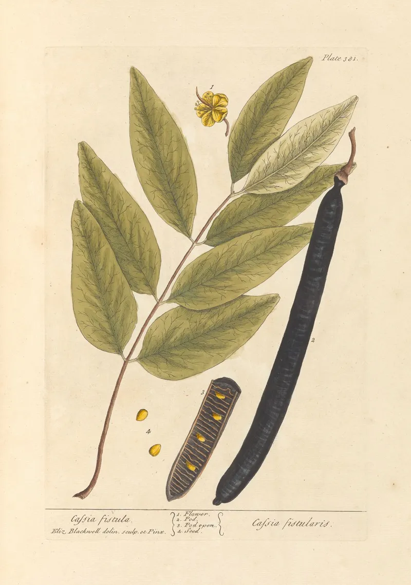 Cassia Fistula Wall Art by Elizabeth Blackwell - High-Resolution Digital Print
