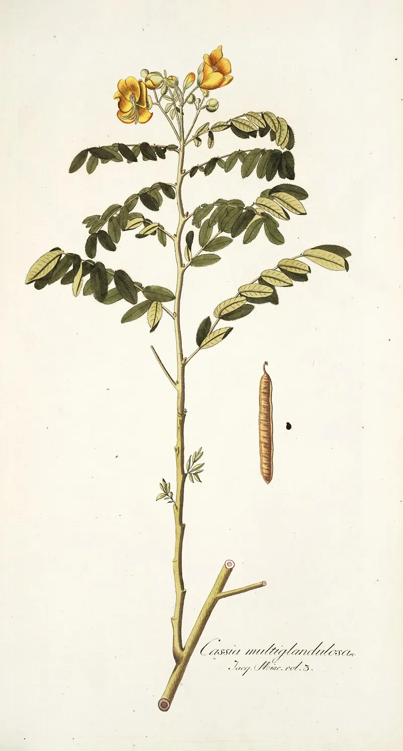 Cassia Multiglandulosa Wall Art by Nikolaus Joseph Freiherr von Jacquin - High-Resolution Digital Print