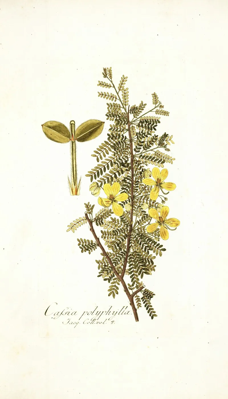Cassia Polyphylla Wall Art by Nikolaus Joseph Freiherr von Jacquin - High-Resolution Digital Print