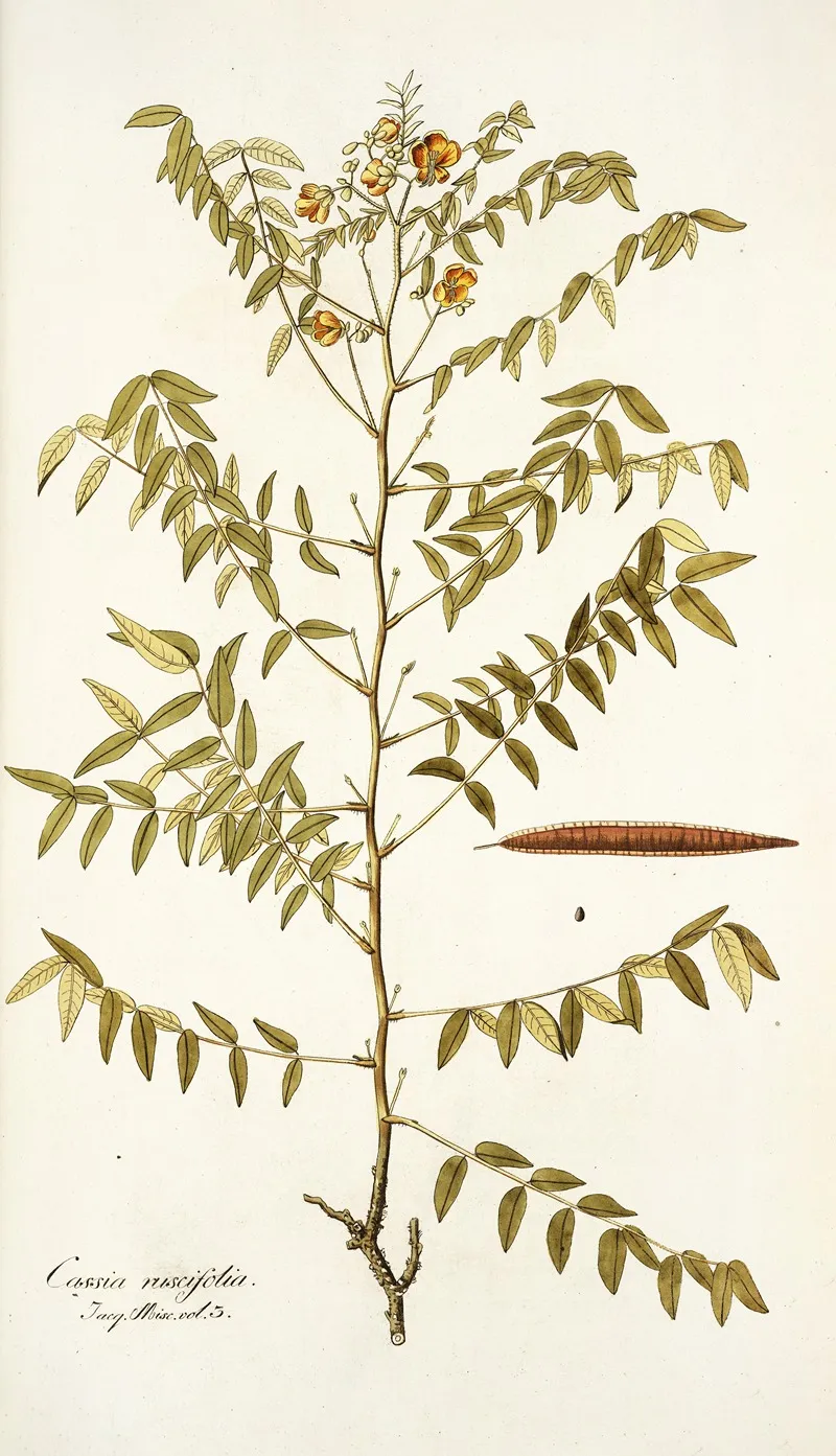 Cassia Ruscifolia Wall Art by Nikolaus Joseph Freiherr von Jacquin - High-Resolution Digital Print