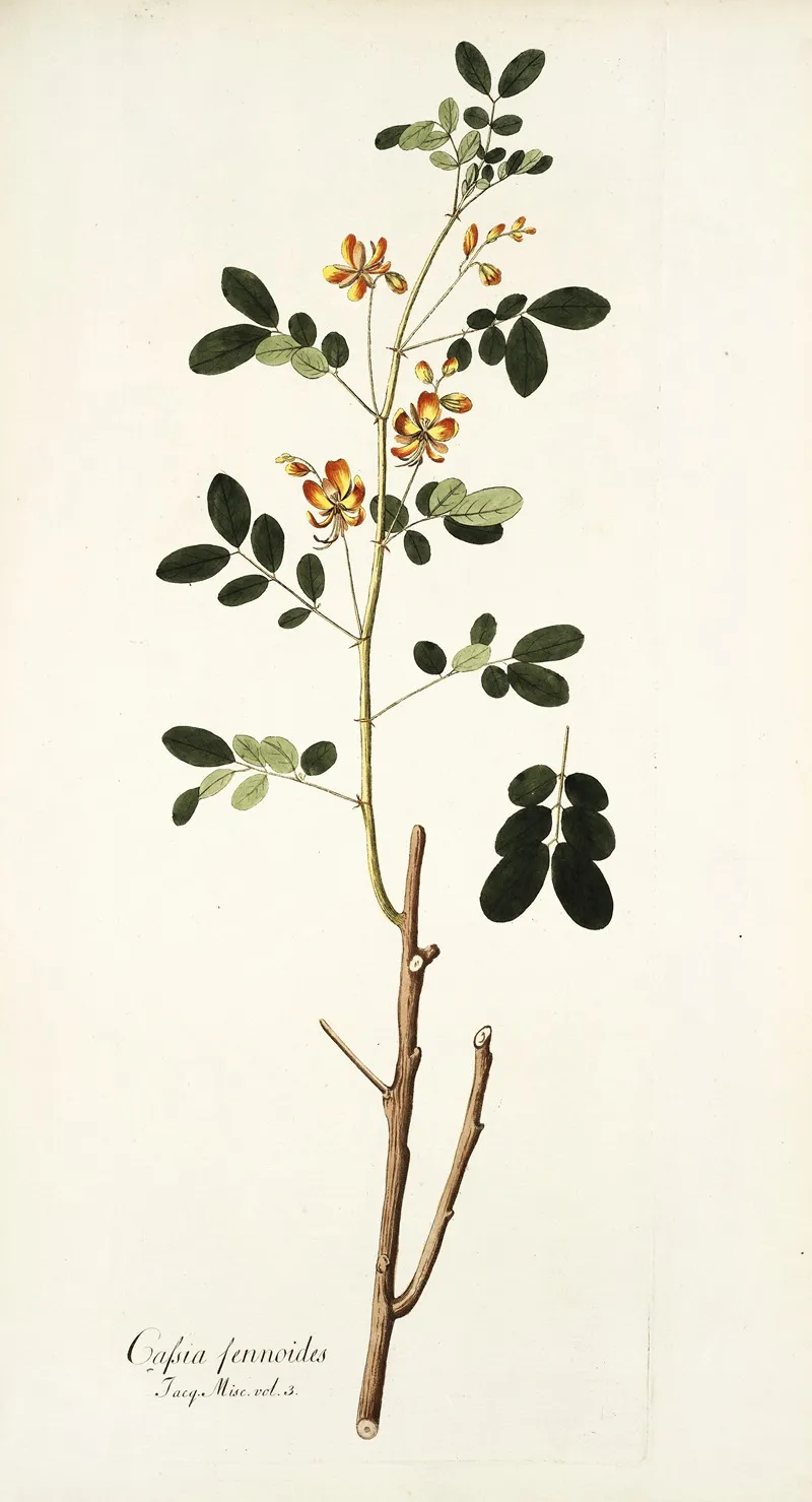 Cassia Sennoides Wall Art by Nikolaus Joseph Freiherr von Jacquin - High-Resolution Digital Print