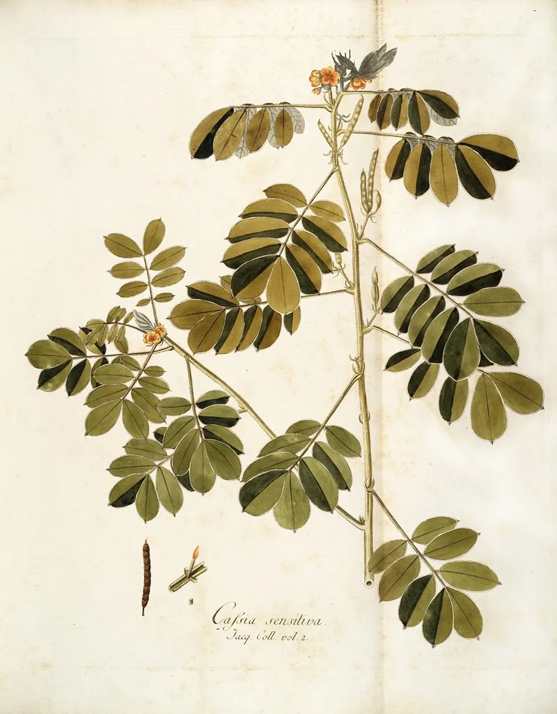 Cassia Sensitiva Wall Art by Nikolaus Joseph Freiherr von Jacquin - High-Resolution Digital Print