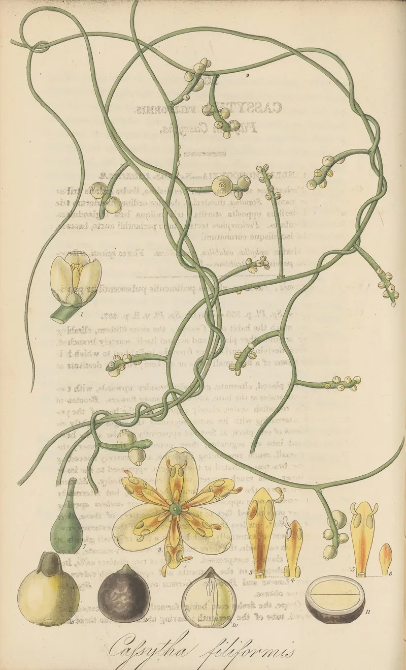 Cassytha Filiformis Wall Art by William Jackson Hooker - High-Resolution Digital Print