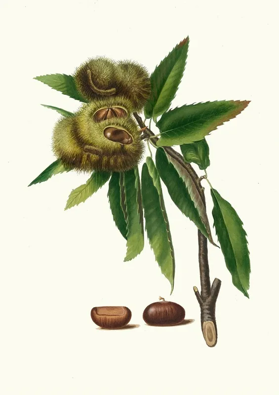 Castagna Marrona Castanea Sativa Spanish Chestnut Wall Art by Giorgio Gallesio - High-Resolution Digital Print