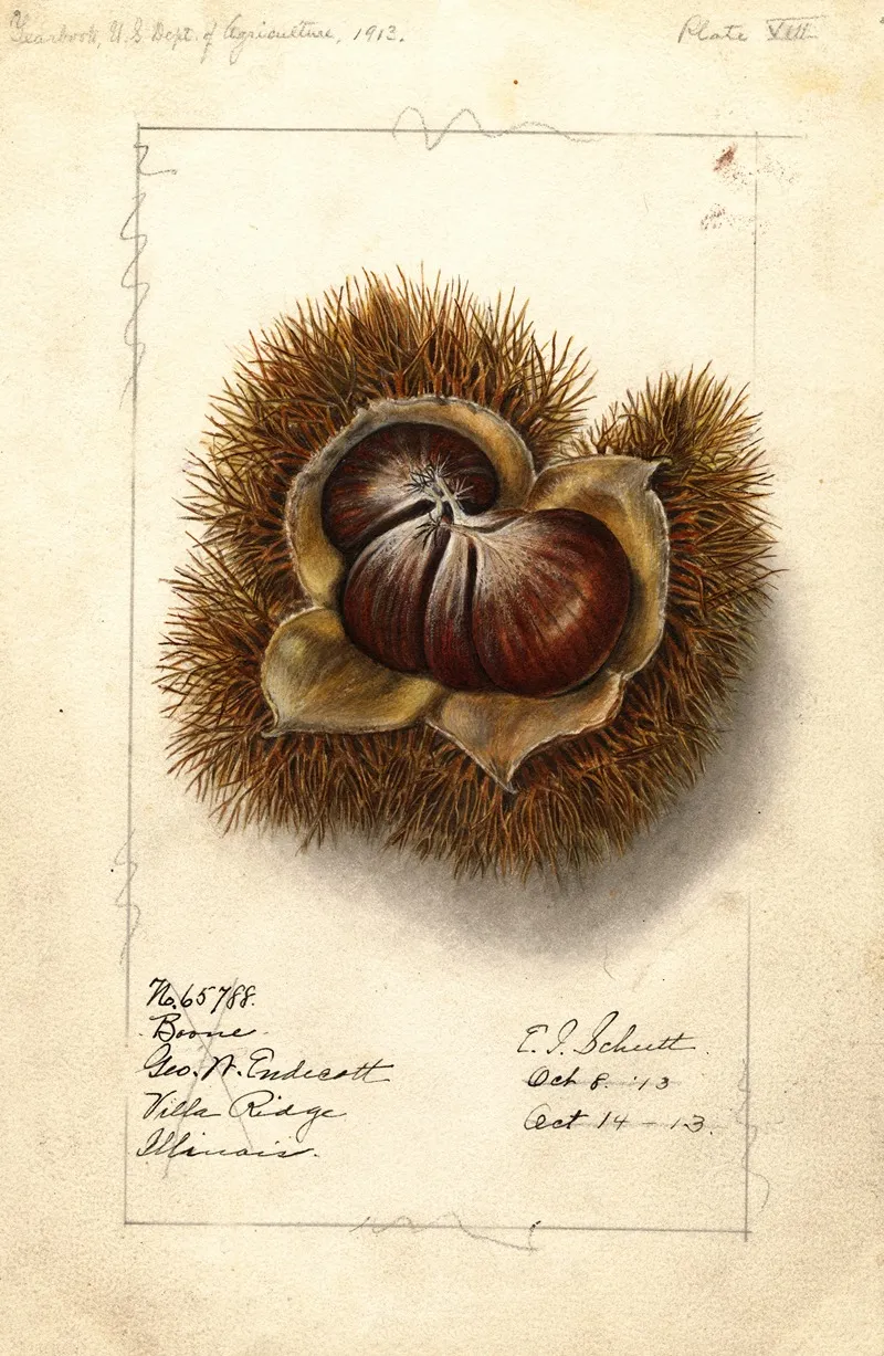 Castanea Boone Wall Art by Ellen Isham Schutt - High-Resolution Digital Print