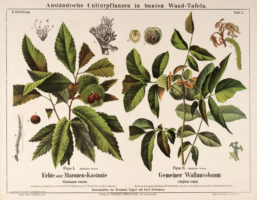 Castanea Vesca Juglans Regia Tamme Kastanje Okkernootboom Wall Art by Hermann Zippel - High-Resolution Digital Print