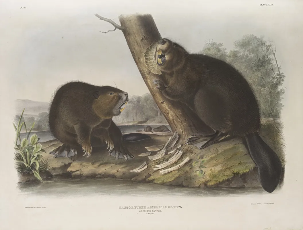 Castor Fiber Americanus American Beaver Wall Art by John Woodhouse Audubon - High-Resolution Digital Print
