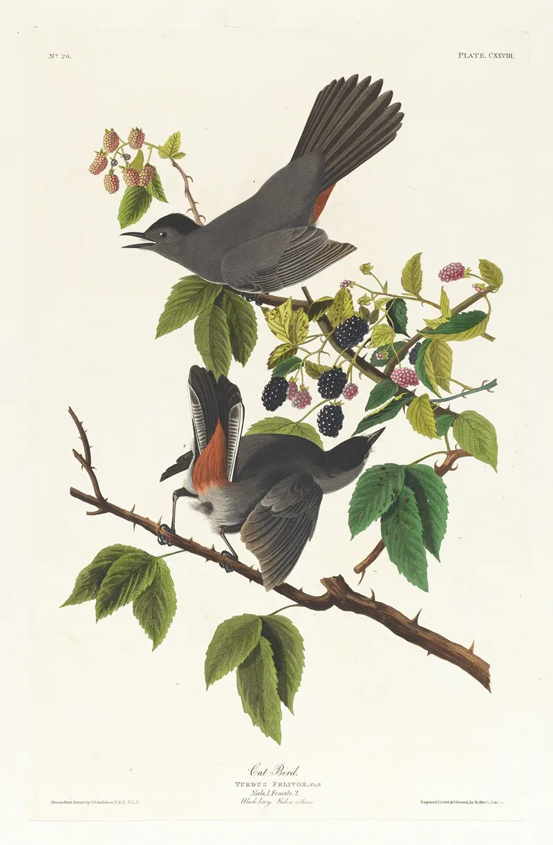 Cat Bird Wall Art by John James Audubon - High-Resolution Digital Print
