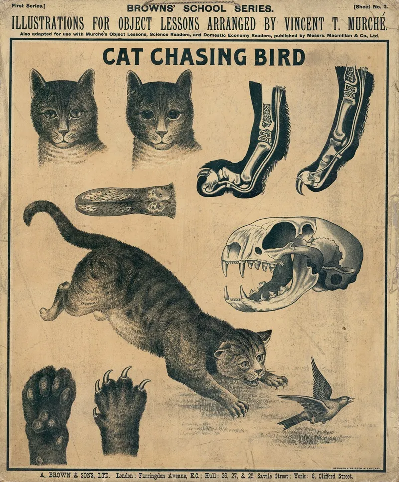 Cat Chasing Bird Wall Art by Vincent T. Murché - High-Resolution Digital Print