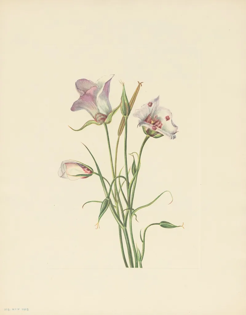 Catalina Mariposa Calochortus Catalinae 2