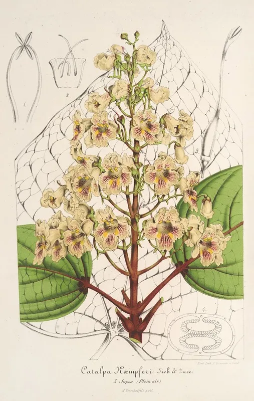 Catalpa Kaempferi Wall Art by Charles Antoine Lemaire - High-Resolution Digital Print