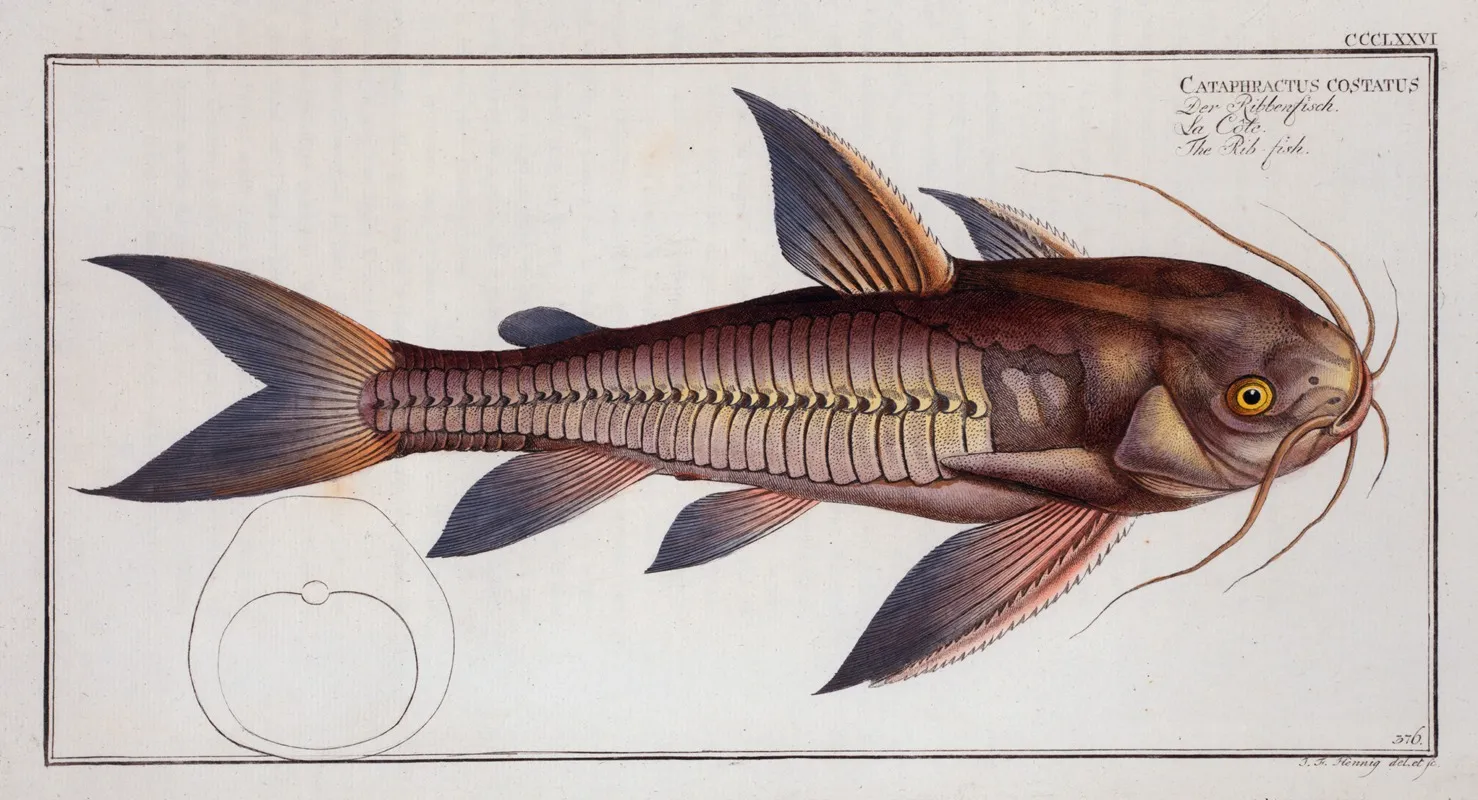 Cataphractus Costatus The Rib Fish Wall Art by Marcus Elieser Bloch - High-Resolution Digital Print