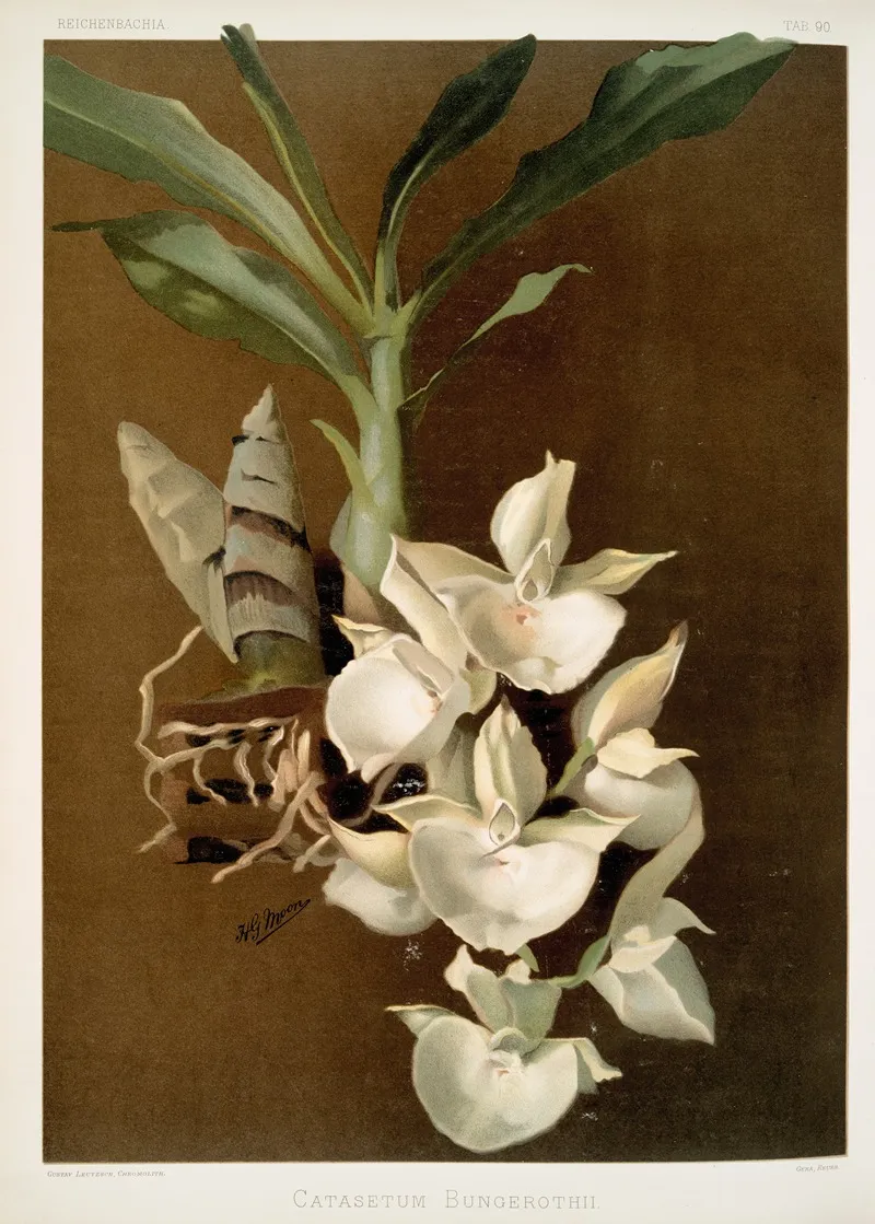 Catasetum Bungerothii Wall Art by Frederick Sander - High-Resolution Digital Print