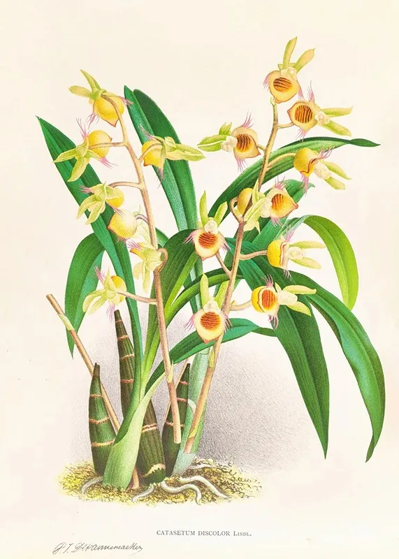 Catasetum Discolor Wall Art by Jean Jules Linden - High-Resolution Digital Print
