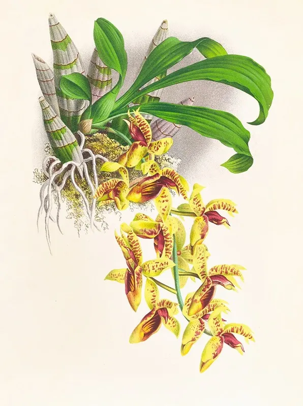 Catasetum Galeritum Wall Art by Jean Jules Linden - High-Resolution Digital Print