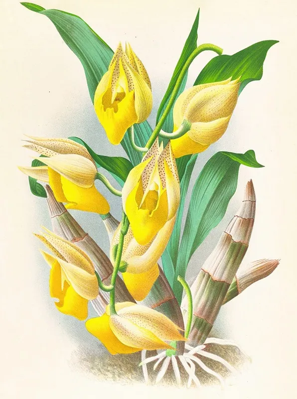 Catasetum Macrocarpum Wall Art by Jean Jules Linden - High-Resolution Digital Print