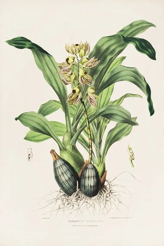 Catasetum Maculatum Wall Art by James Bateman - High-Resolution Digital Print