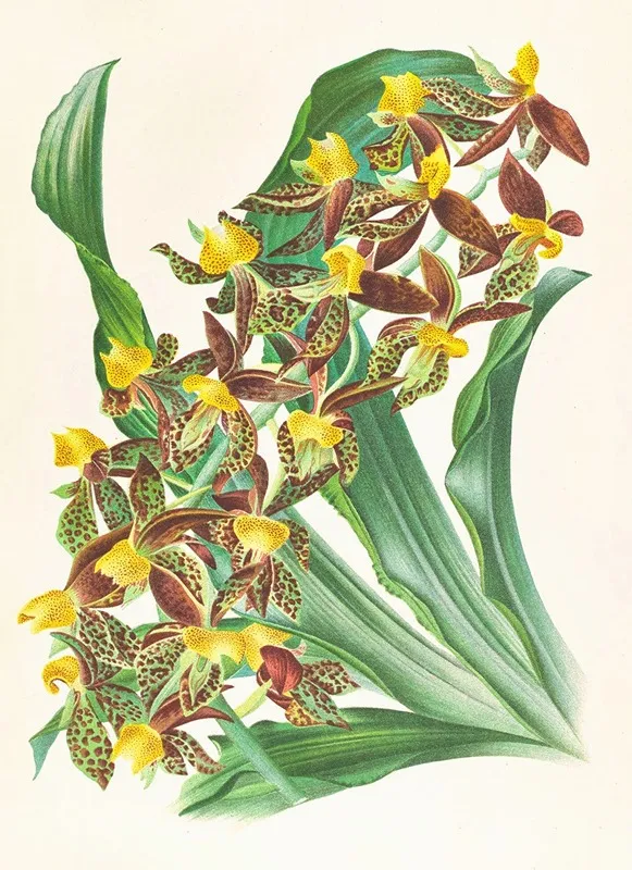 Catasetum Rodigasianum Wall Art by Jean Jules Linden - High-Resolution Digital Print